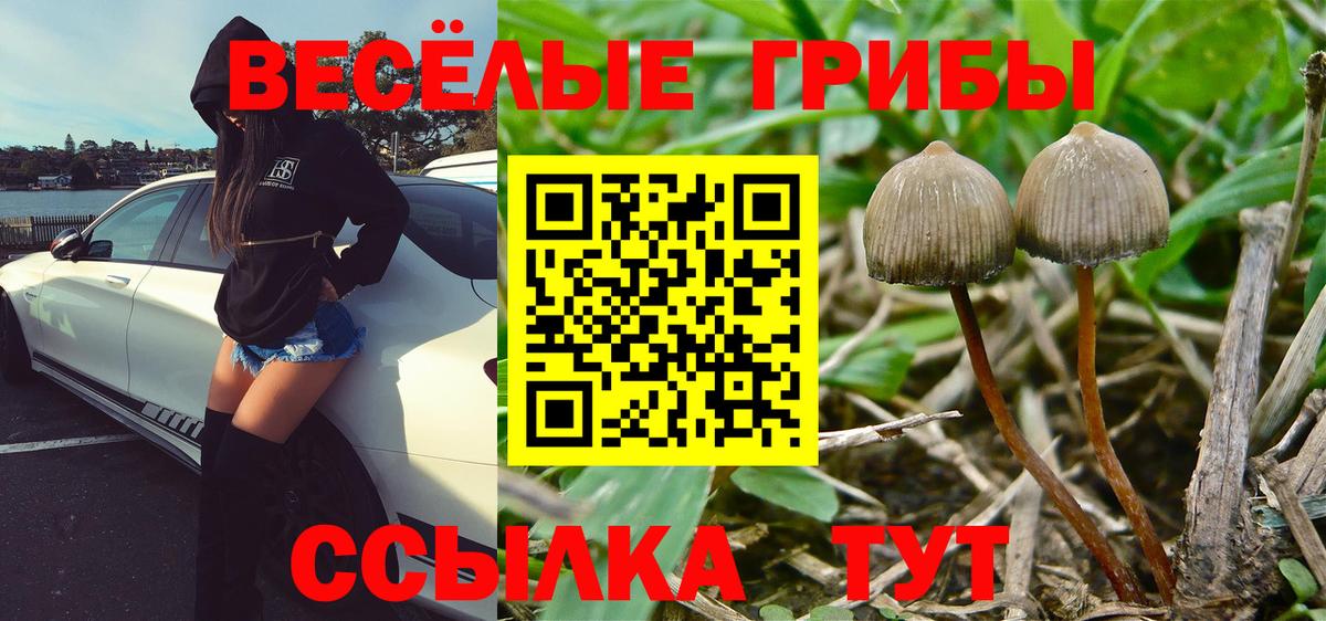 дарнет шоп  Галлюциногенные грибы Cubensis  Вход с VPN  Галлюциногенные грибы ЛСД  Бердск 